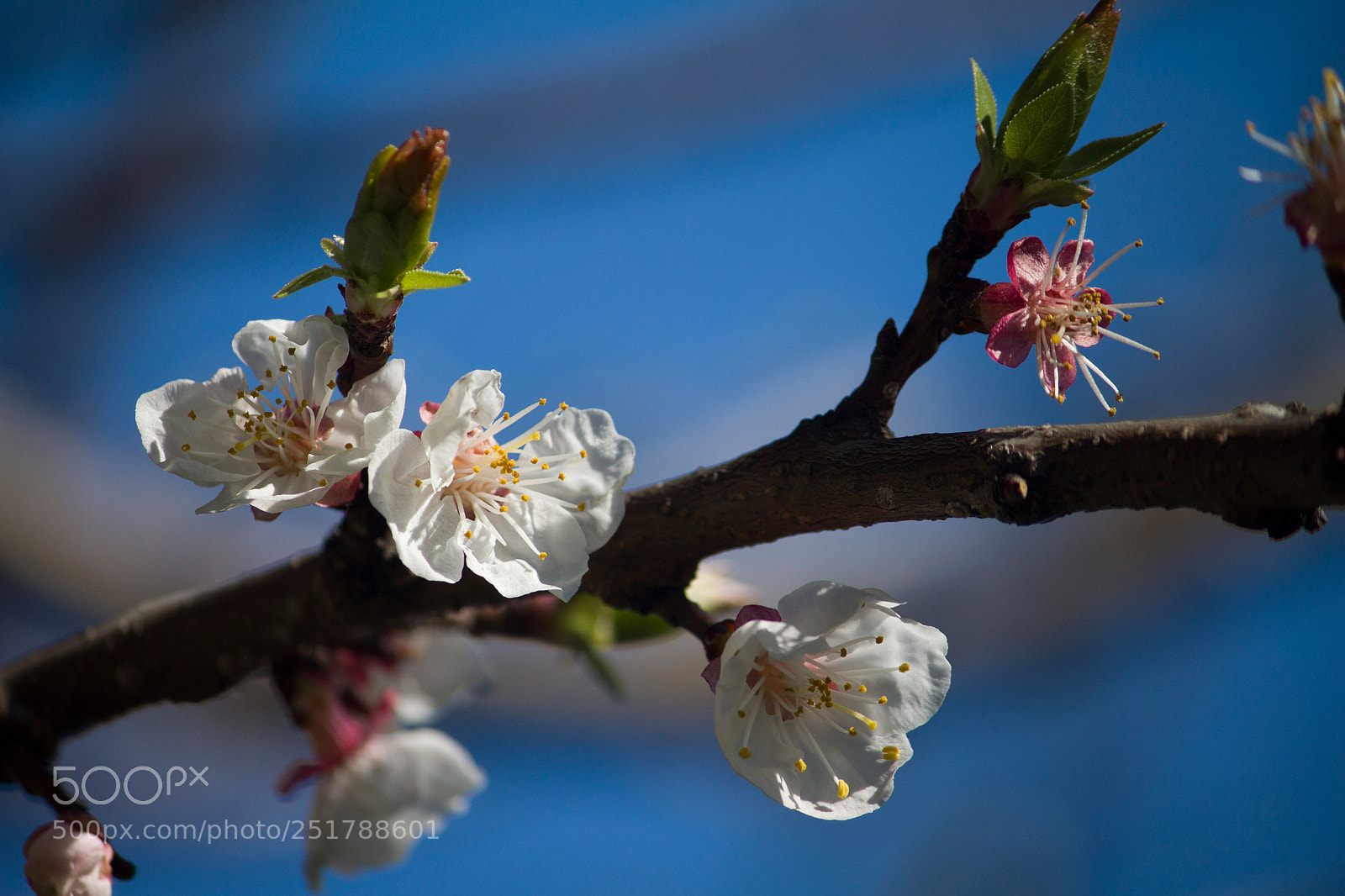 Canon EOS 1100D (EOS Rebel T3 / EOS Kiss X50) sample photo. Spring explosion photography