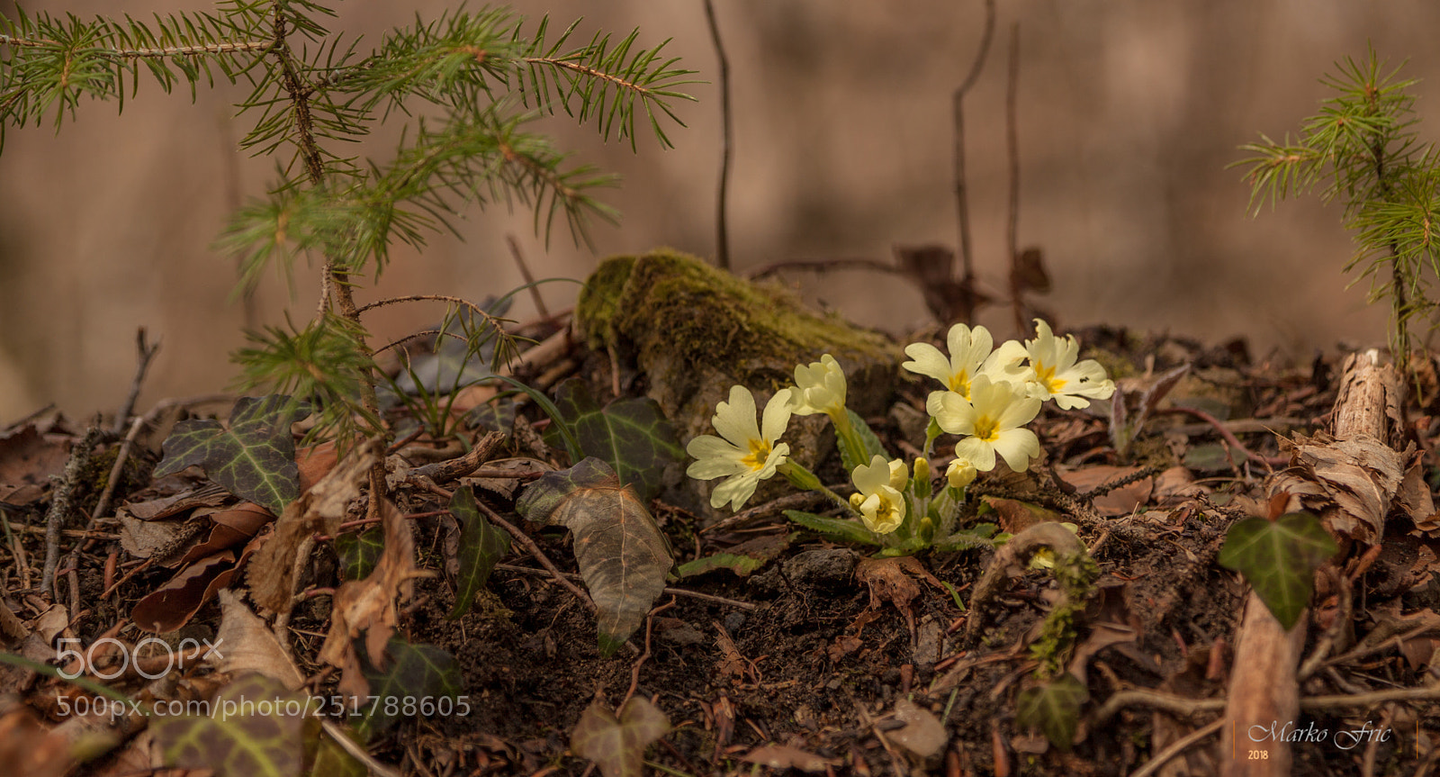 Canon EOS 50D sample photo. Spring photography