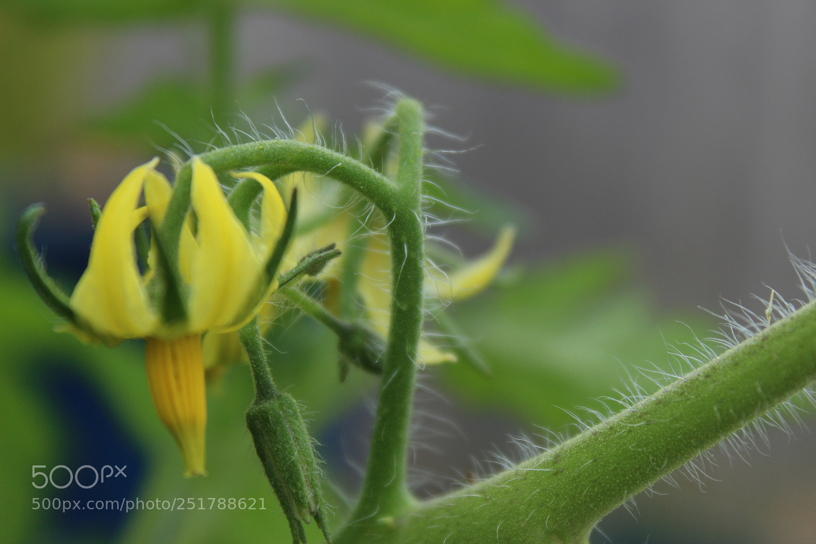 Canon EOS 600D (Rebel EOS T3i / EOS Kiss X5) sample photo. Hairy tomato photography