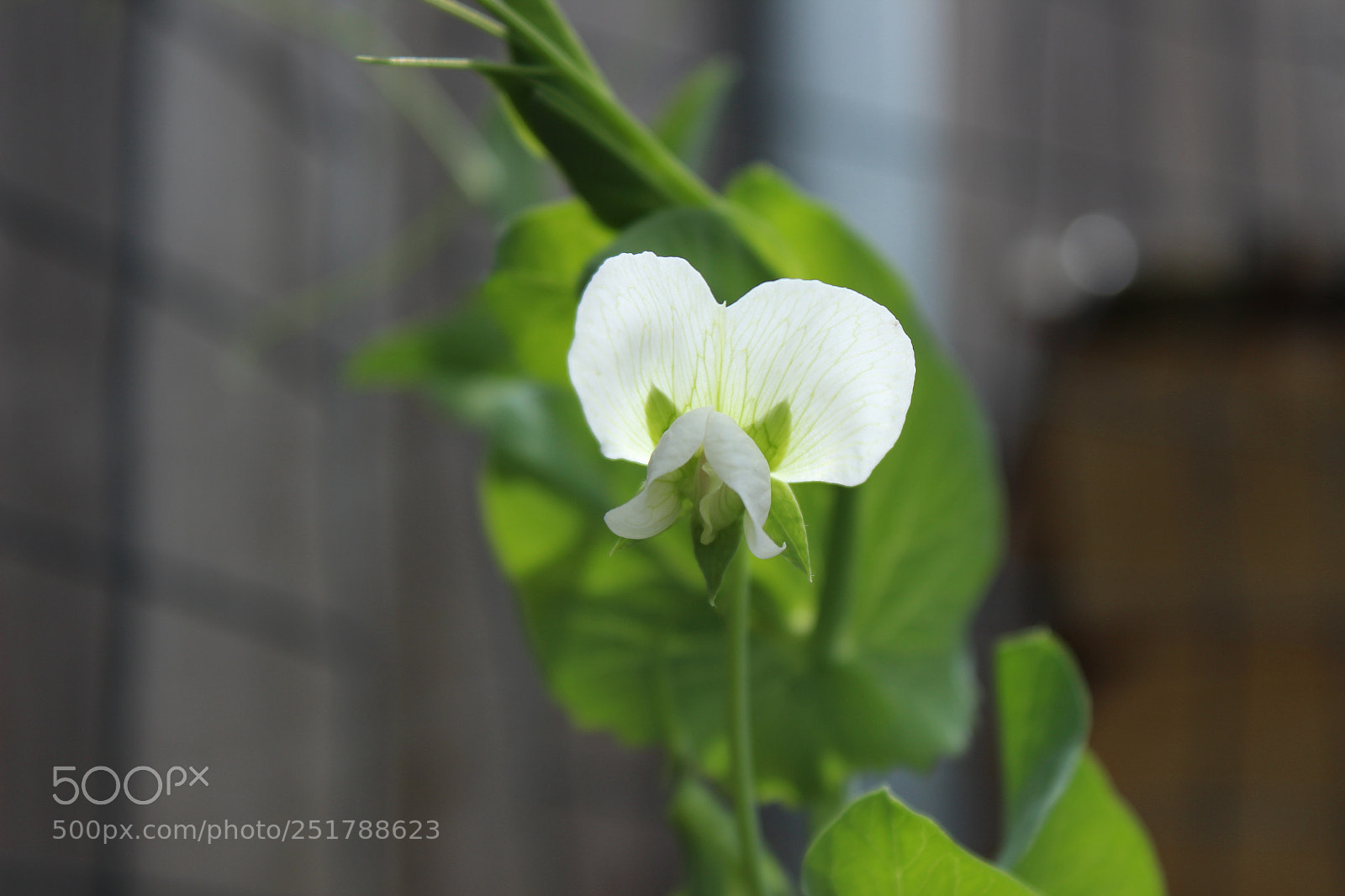 Canon EOS 600D (Rebel EOS T3i / EOS Kiss X5) sample photo. Angry pea flower photography