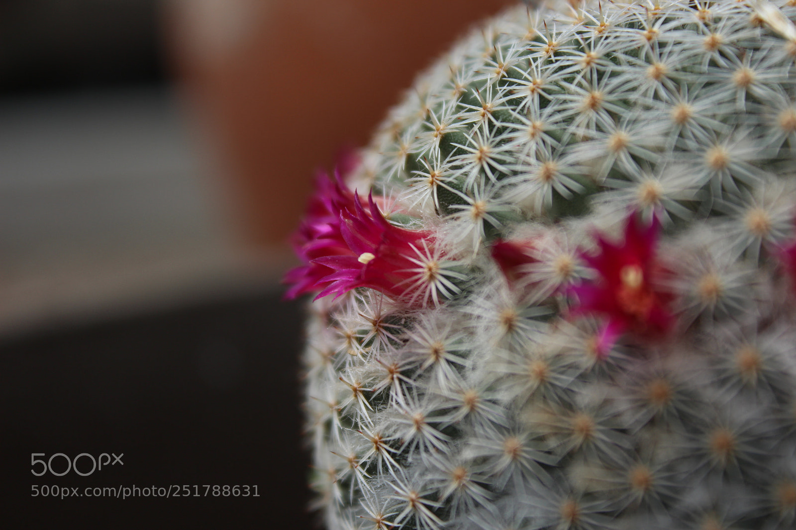 Canon EOS 600D (Rebel EOS T3i / EOS Kiss X5) sample photo. Tiny cactus flower photography