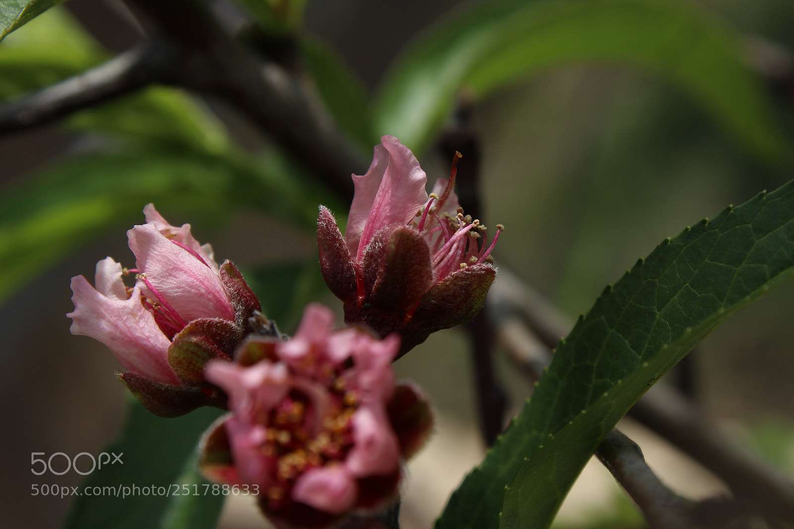 Canon EOS 600D (Rebel EOS T3i / EOS Kiss X5) sample photo. Peach blossom photography