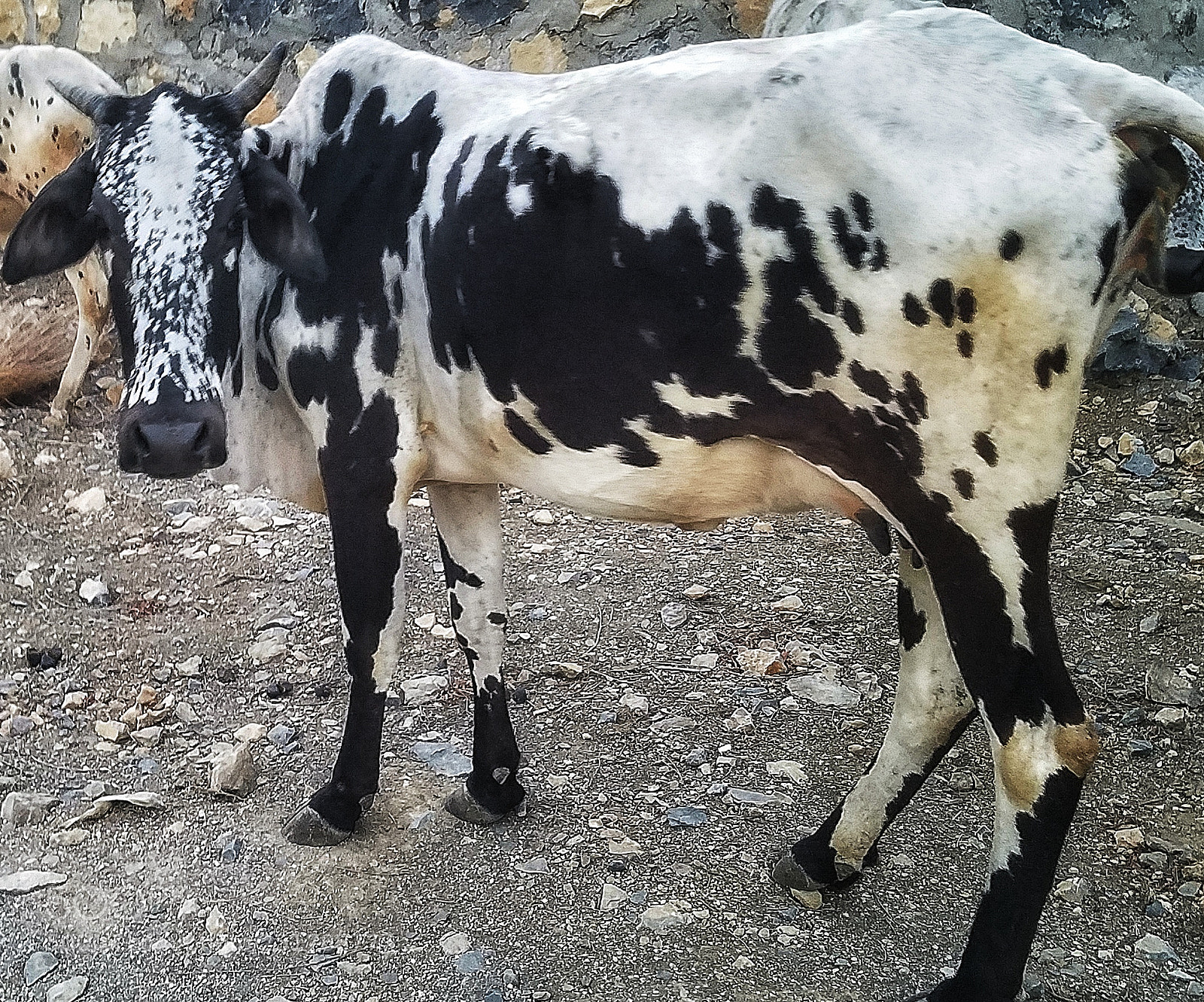 Samsung Galaxy S7 Edge sample photo. #cow photography