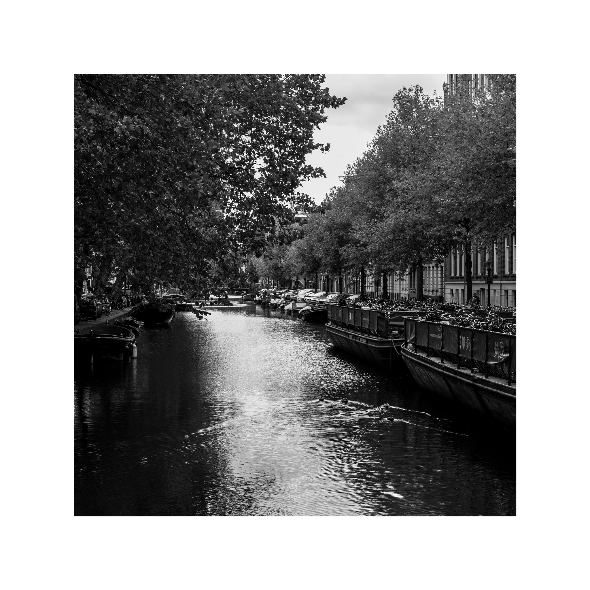 Leica M Monochrom (Typ 246) sample photo. Amsterdam photography