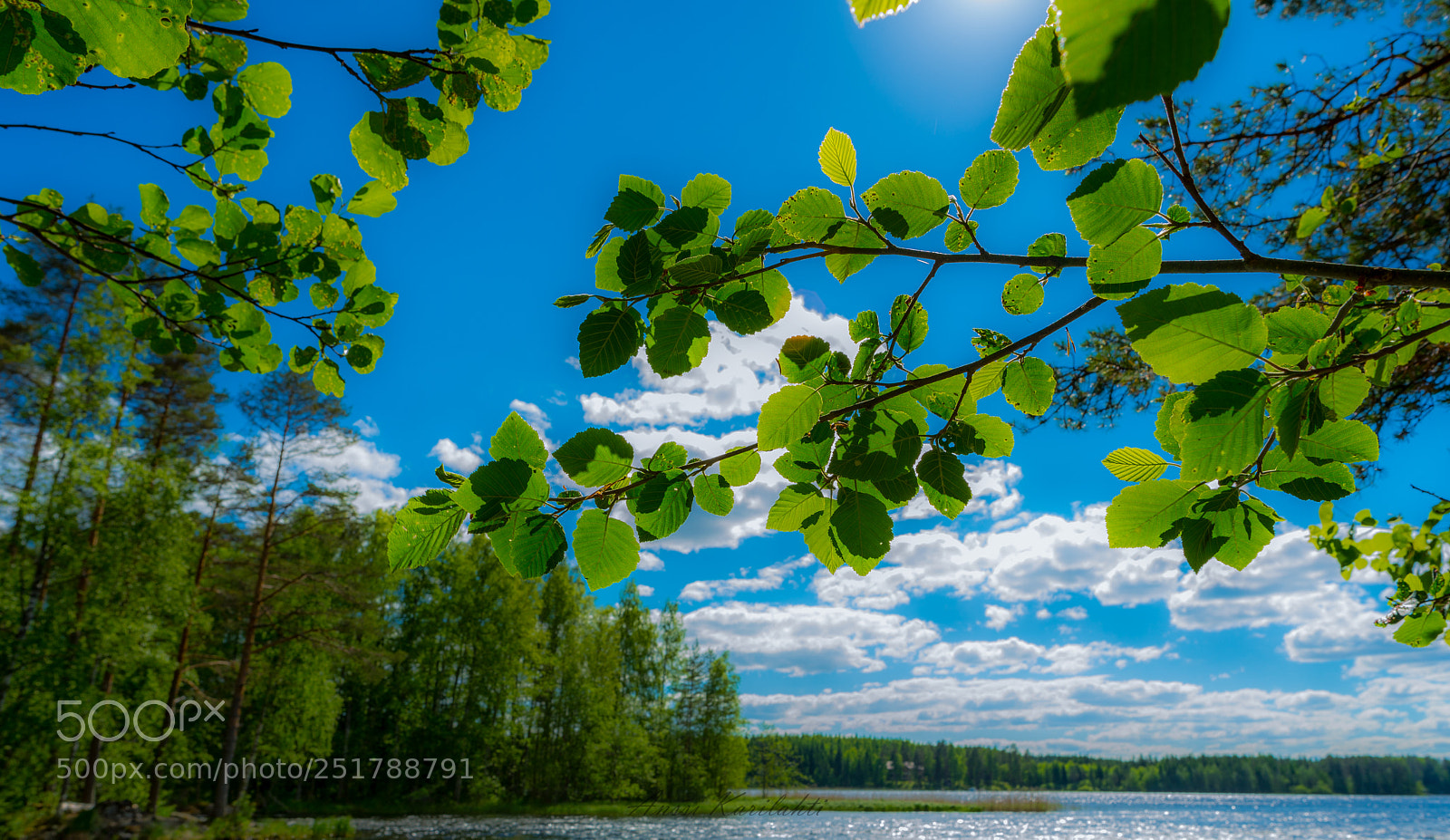Nikon D600 sample photo. Green photography