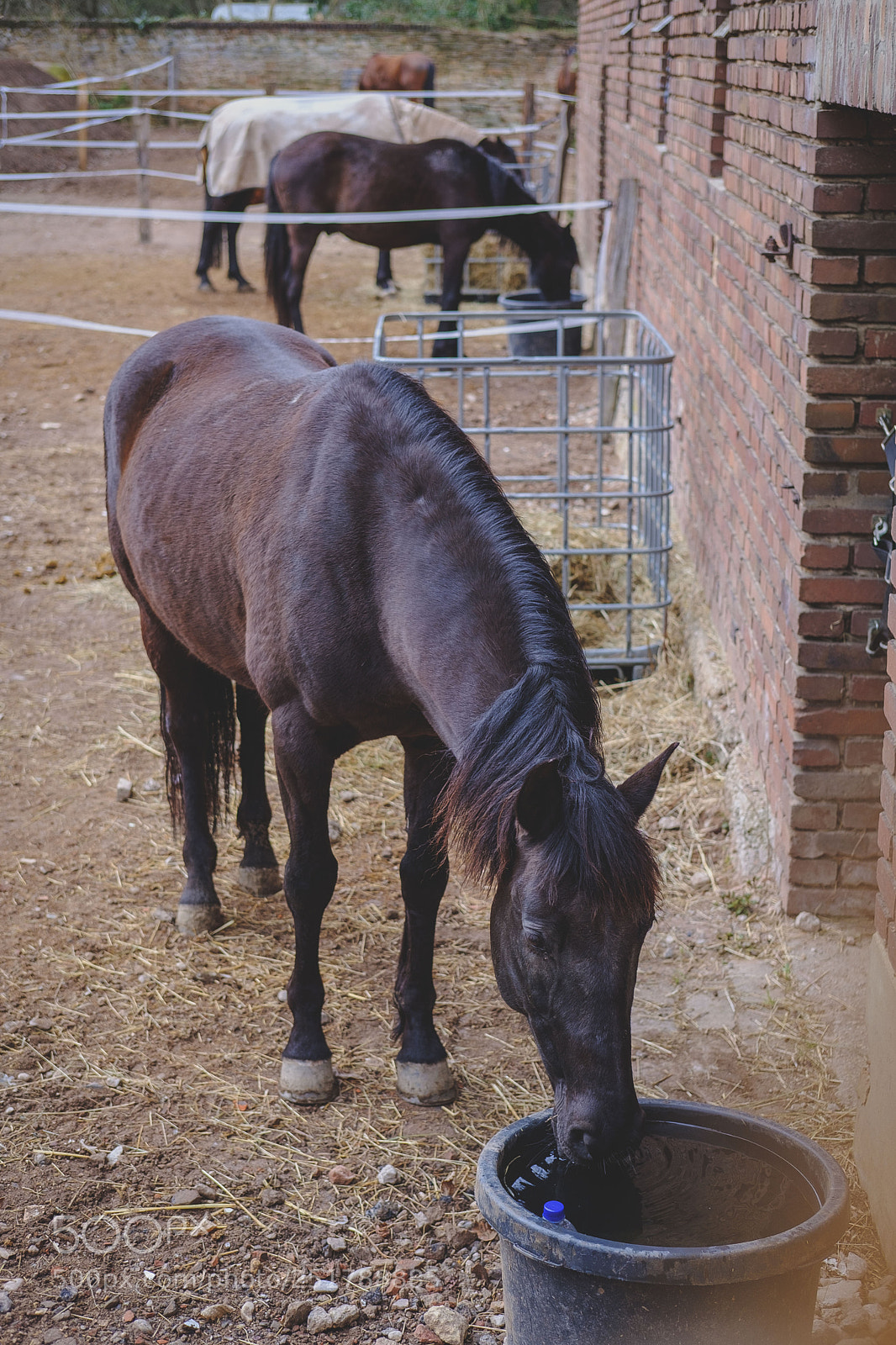 Fujifilm X-T20 sample photo. Über den zaun photography