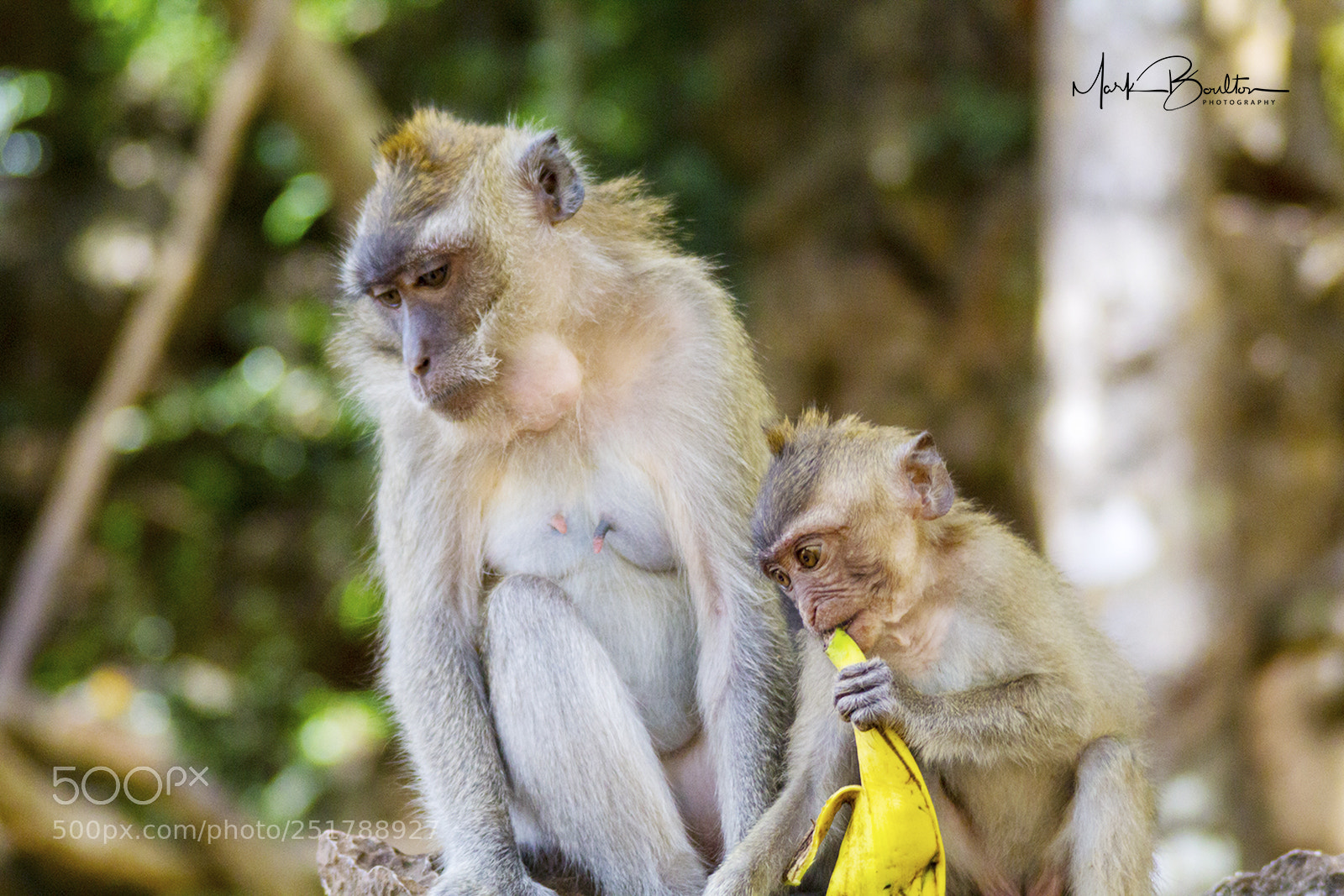 Canon EOS 1200D (EOS Rebel T5 / EOS Kiss X70 / EOS Hi) sample photo. Monkey mum photography