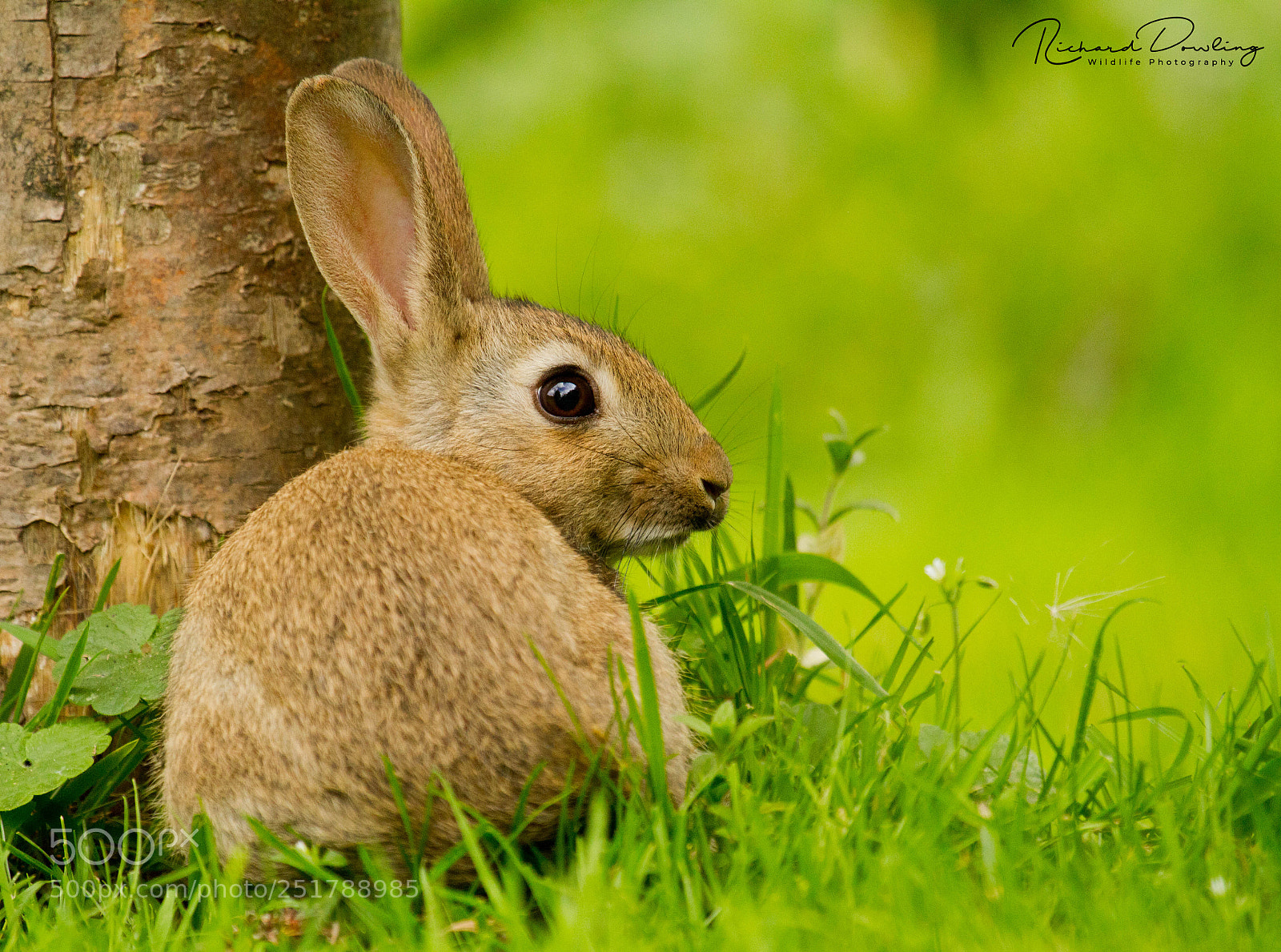 Canon EOS 7D sample photo. The easter bunny photography