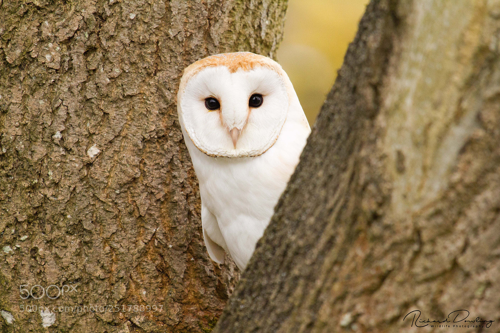 Canon EOS 7D sample photo. Barn owl of the photography