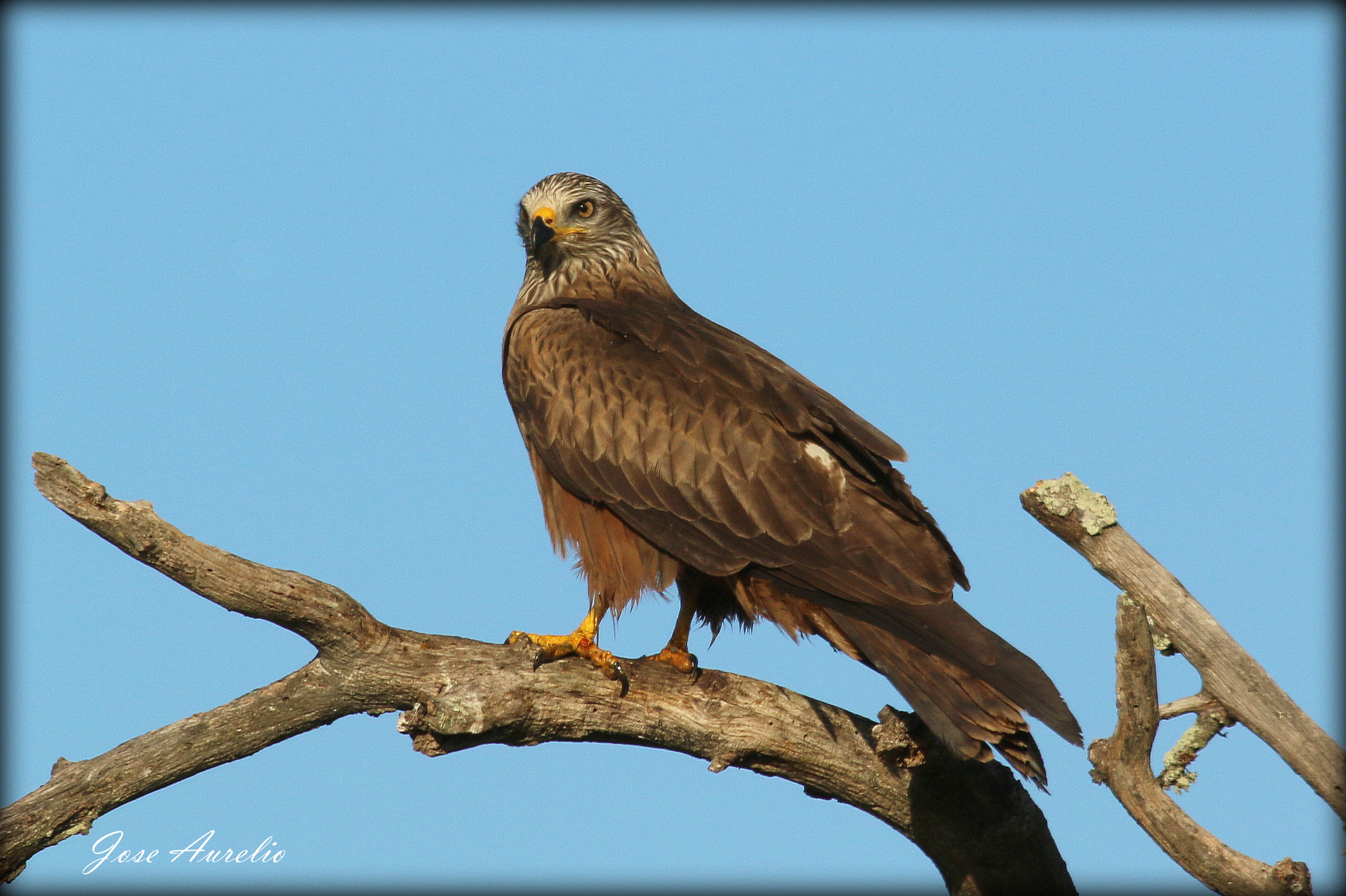 Canon EOS 70D + Canon EF 400mm F5.6L USM sample photo. Milano real photography