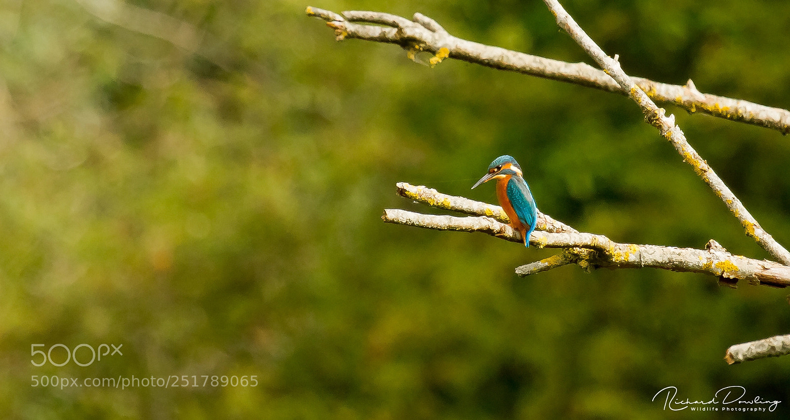 Canon EOS 7D sample photo. Kingfisher photography