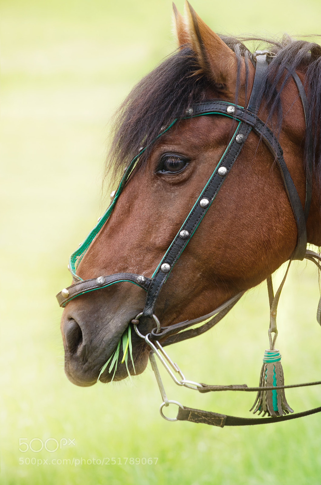 Nikon D7000 sample photo. Portrait of a horse photography