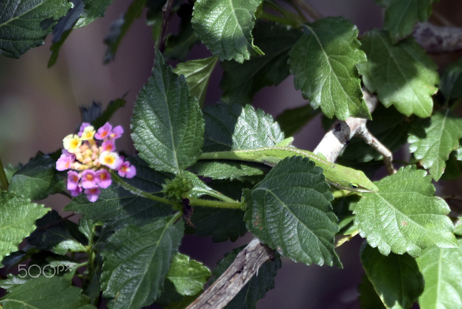 Nikon D5500 sample photo. Native green anole on lantana photography