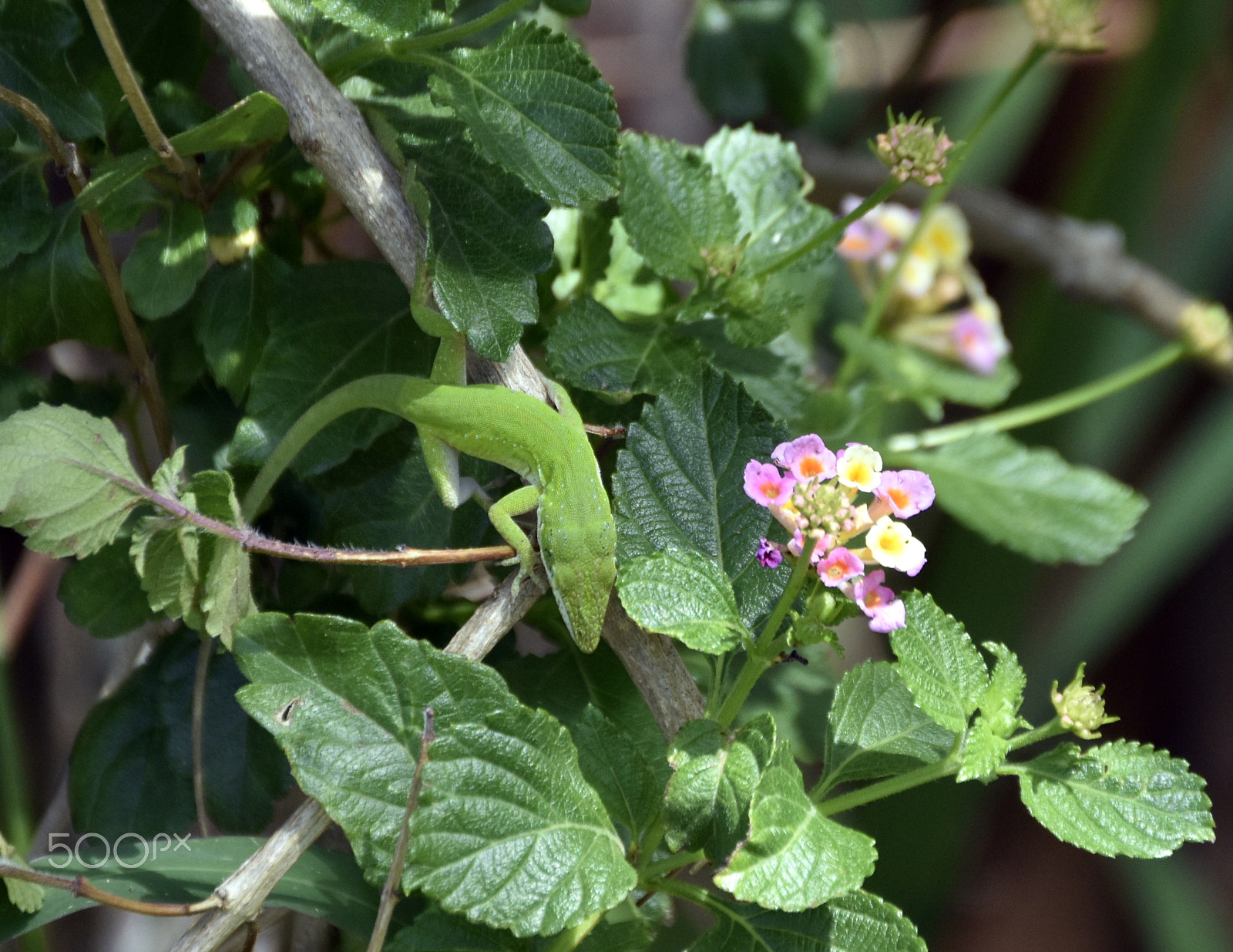 Nikon D5500 sample photo. Native green anole on lantana photography