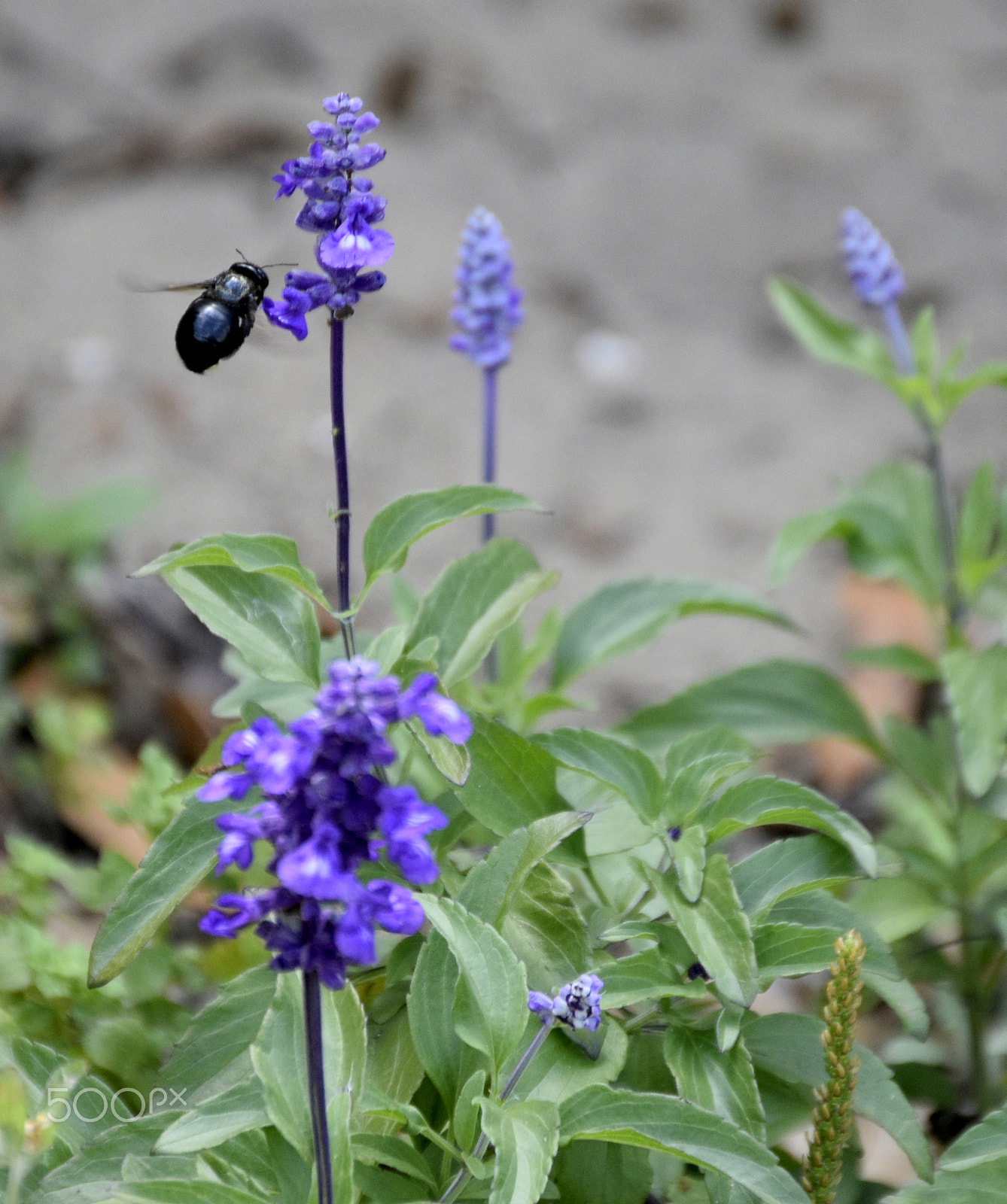 Nikon D5500 sample photo. Southern carpenter bee on salvia photography