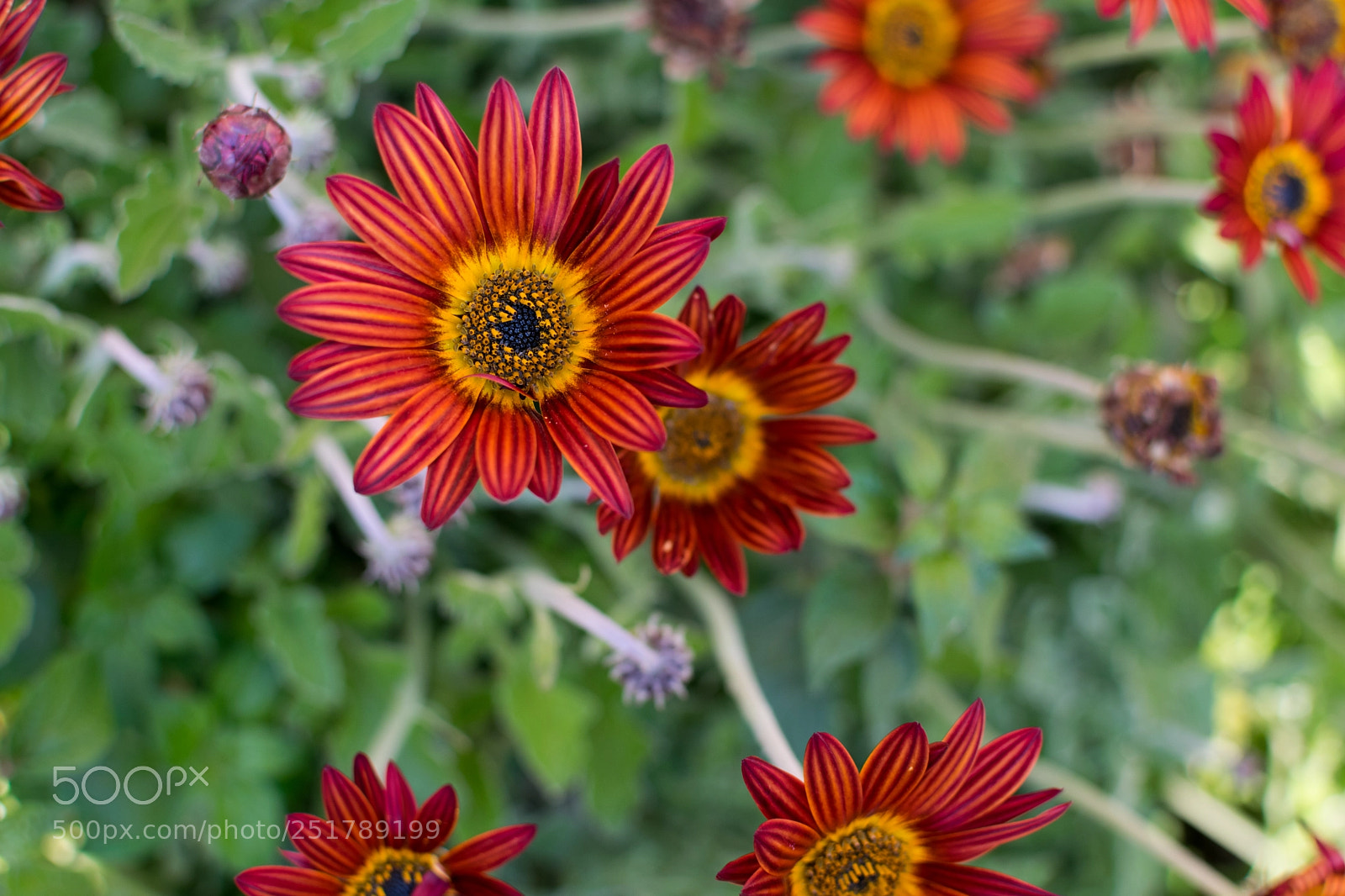 Nikon D3300 sample photo. Spring is coming photography