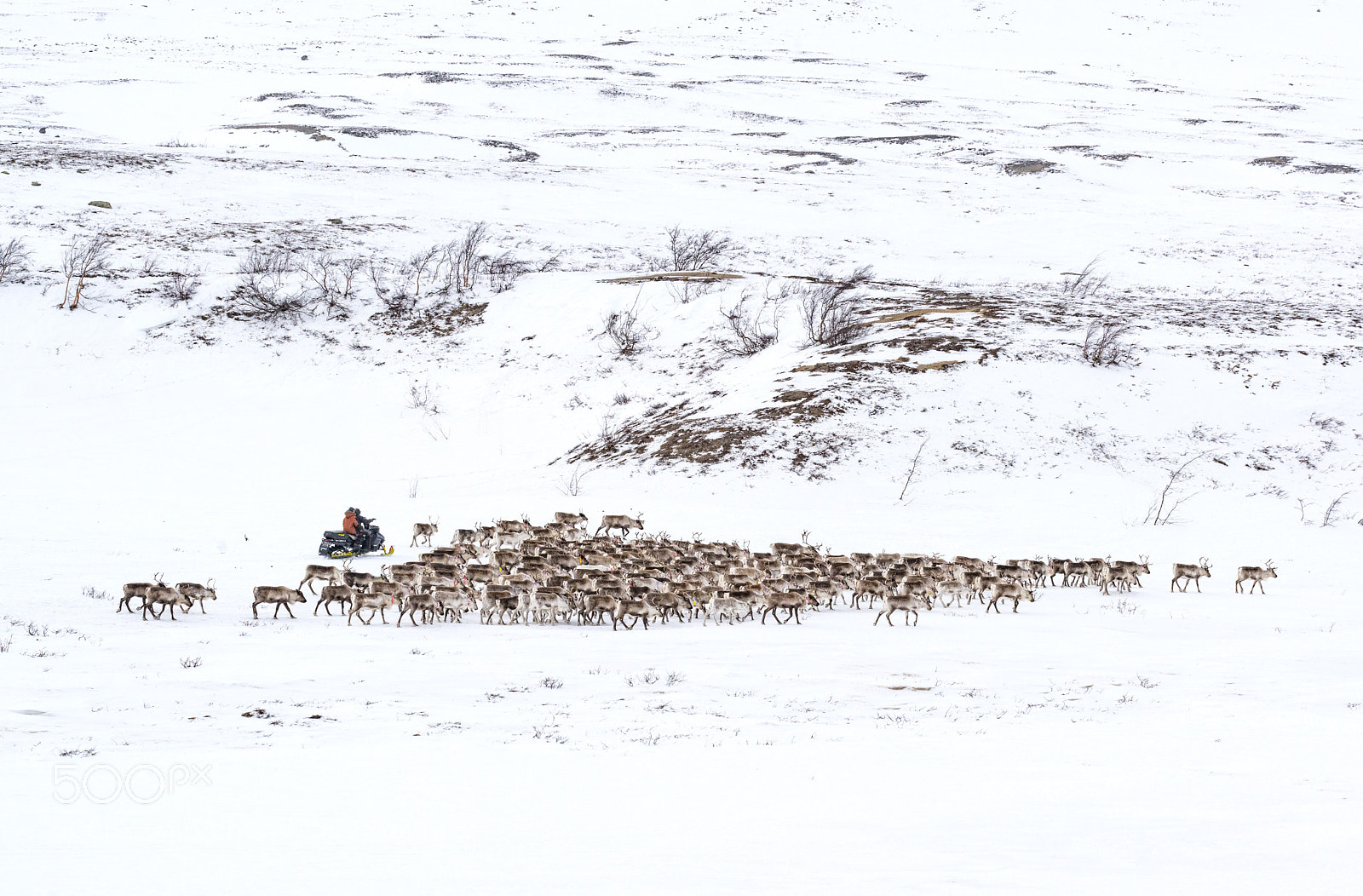 Nikon D800 sample photo. Chasing the herd photography