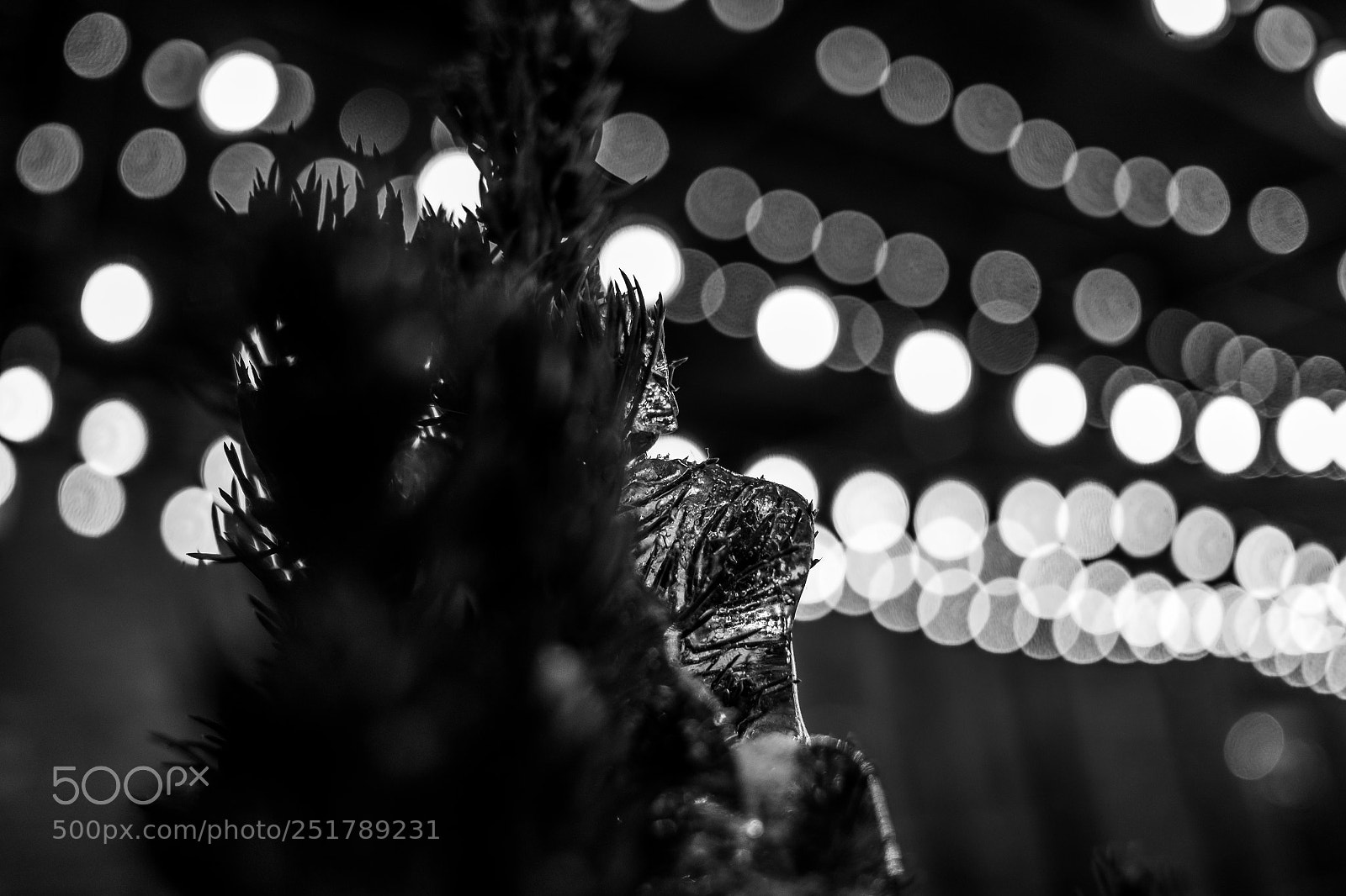 Fujifilm X-Pro1 sample photo. Frozen fir photography