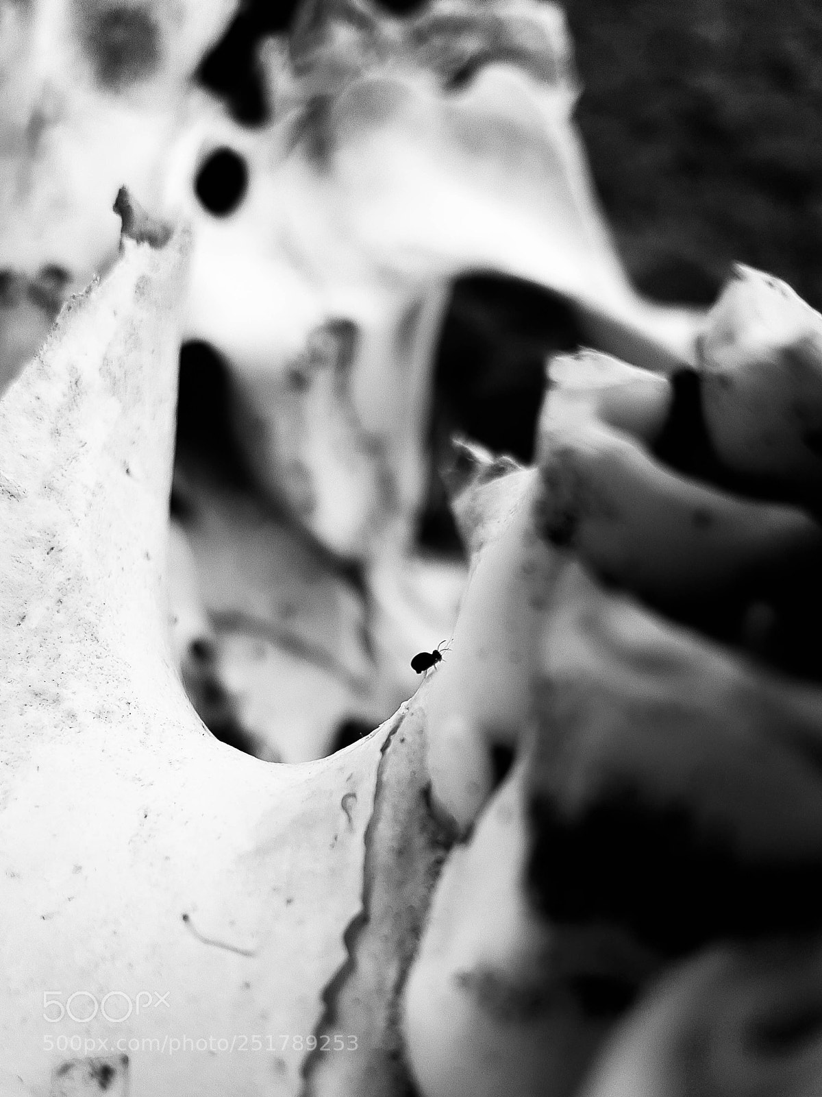 Samsung Galaxy S6 sample photo. Bull teeth and spider photography