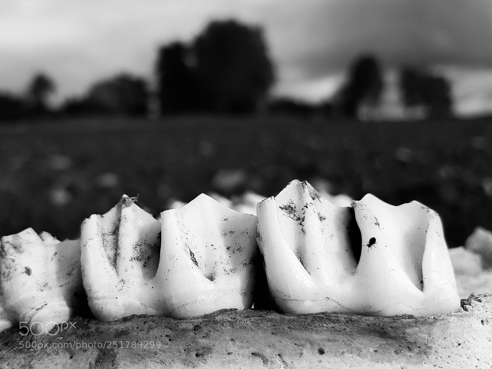 Samsung Galaxy S6 sample photo. Bull teeth and spider photography