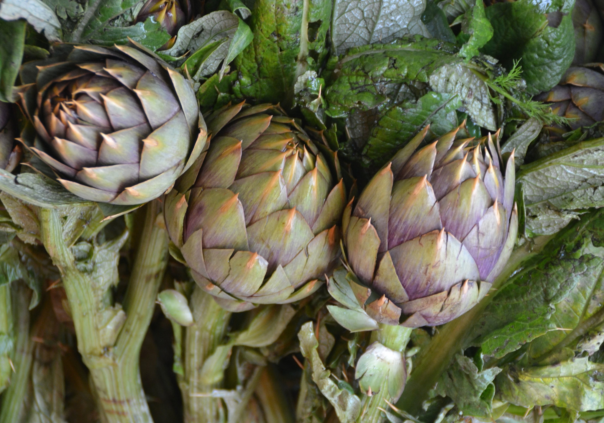 Nikon D3100 sample photo. Artichokes photography