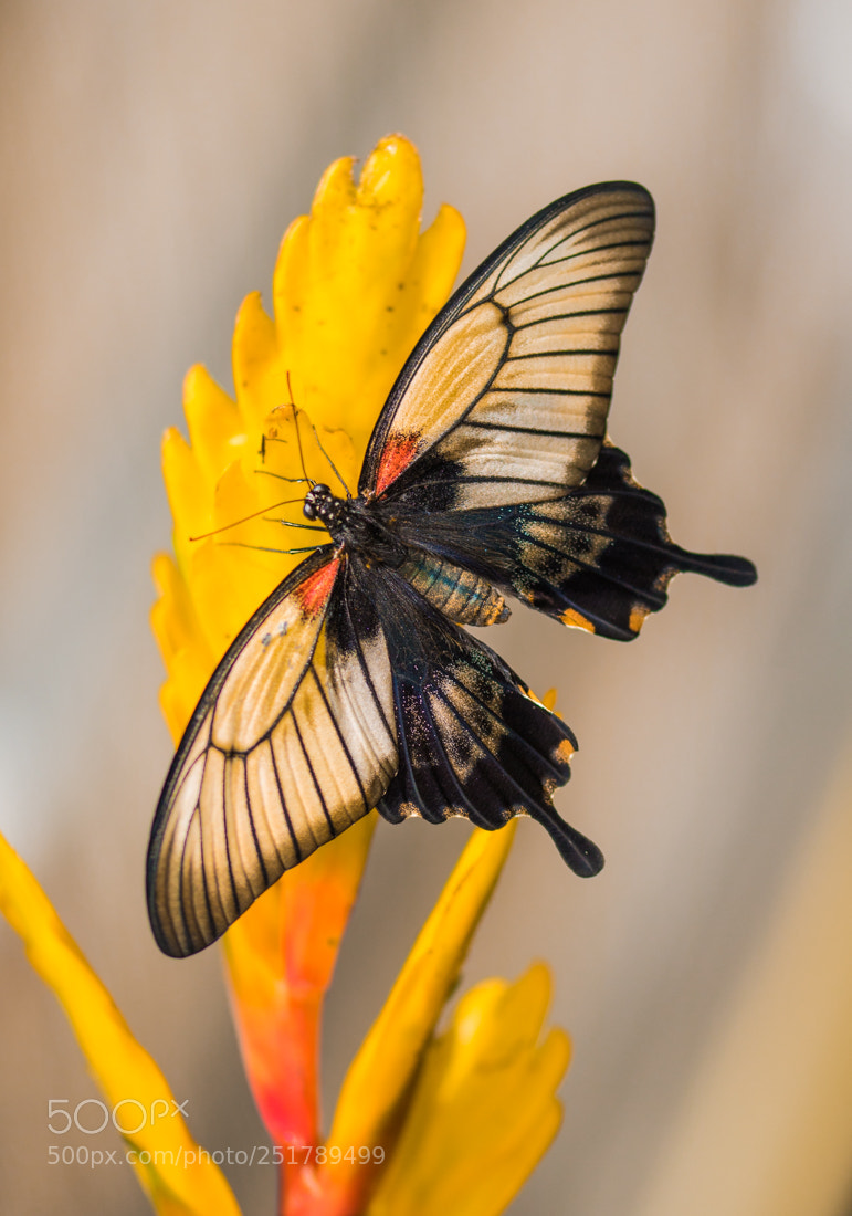Canon EOS 760D (EOS Rebel T6s / EOS 8000D) sample photo. Papilio lowi photography