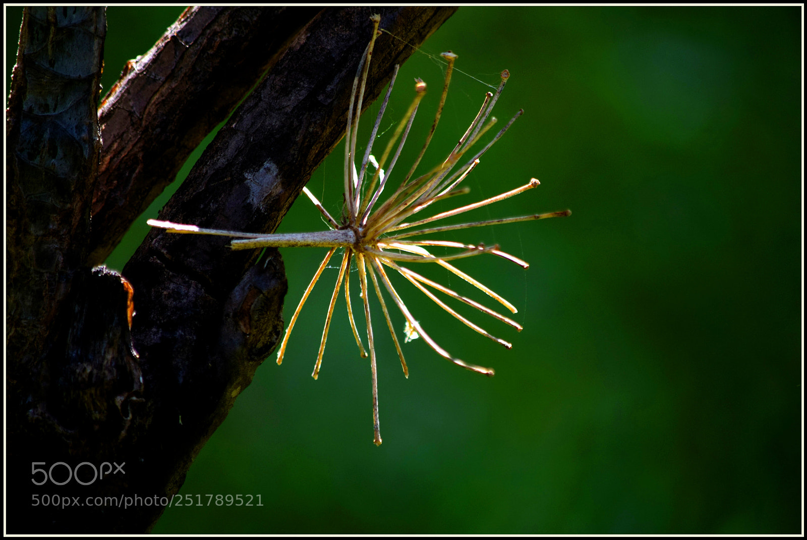 Nikon D5300 sample photo. ..nature fake... photography