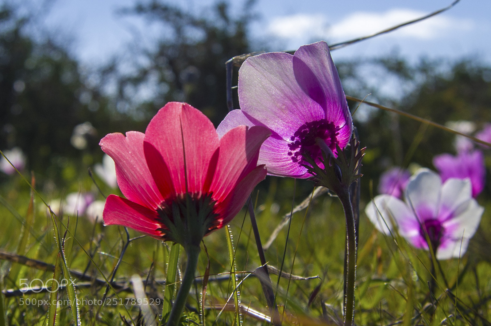 Pentax K-30 sample photo. Anemones photography