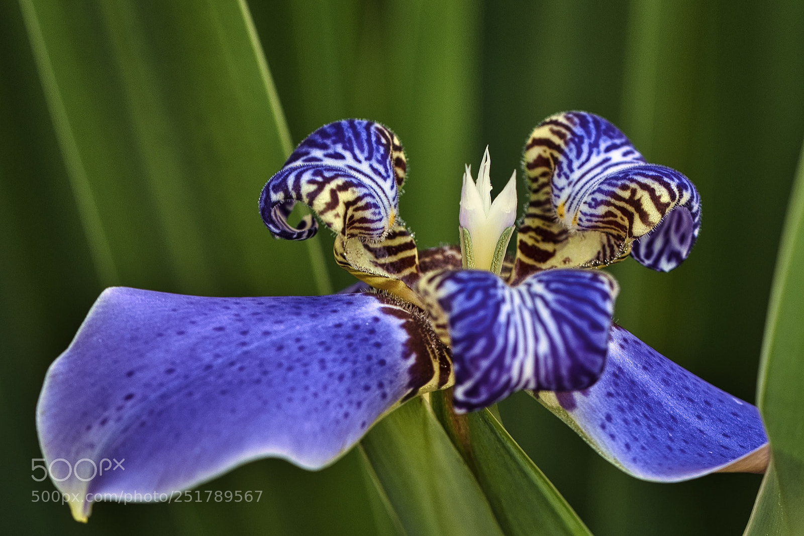 Nikon D500 sample photo. Purple flower photography