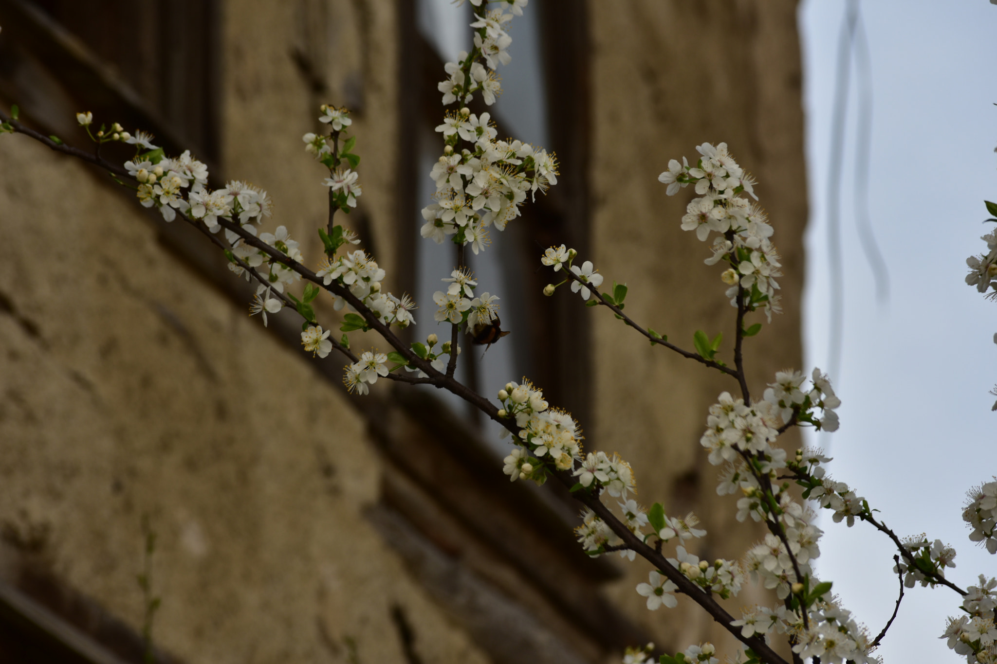 Nikon D7200 sample photo. Baharın gelişi (renkli) photography