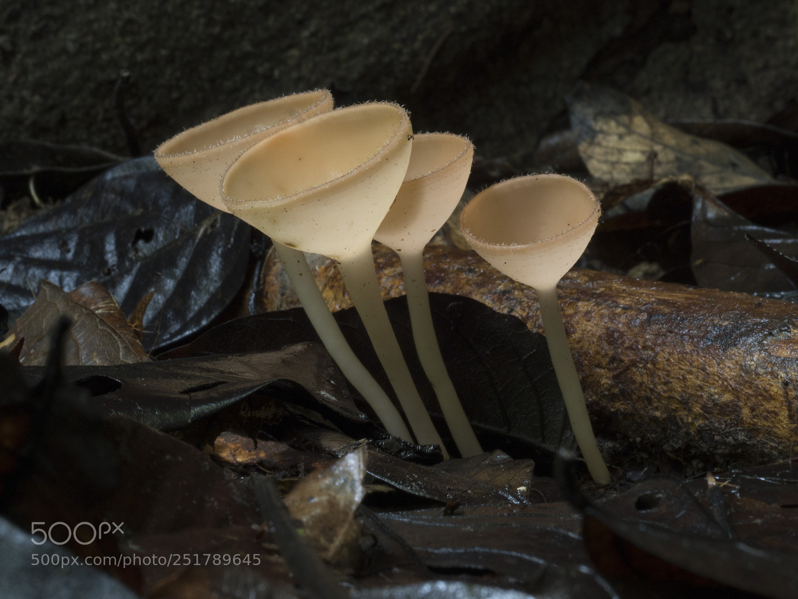 Olympus OM-D E-M1 Mark II sample photo. Rainforest goblets photography