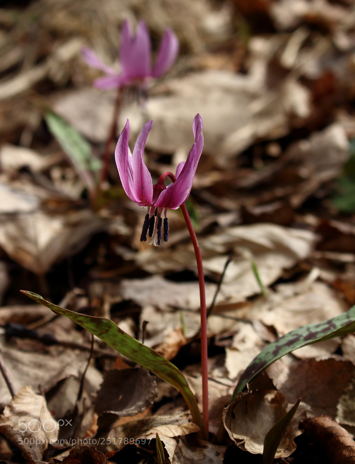 Canon EOS 100D (EOS Rebel SL1 / EOS Kiss X7) sample photo. Erythronium dens canis photography