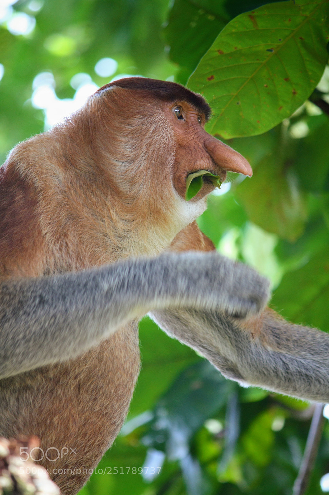 Canon EOS 450D (EOS Rebel XSi / EOS Kiss X2) sample photo. Proboscis monkey photography