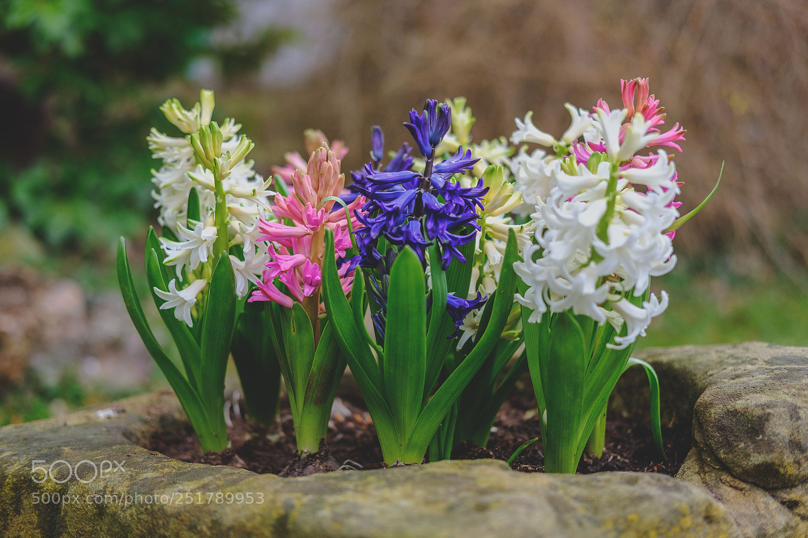 Fujifilm X-T20 sample photo. Hyacinthus orientalis photography