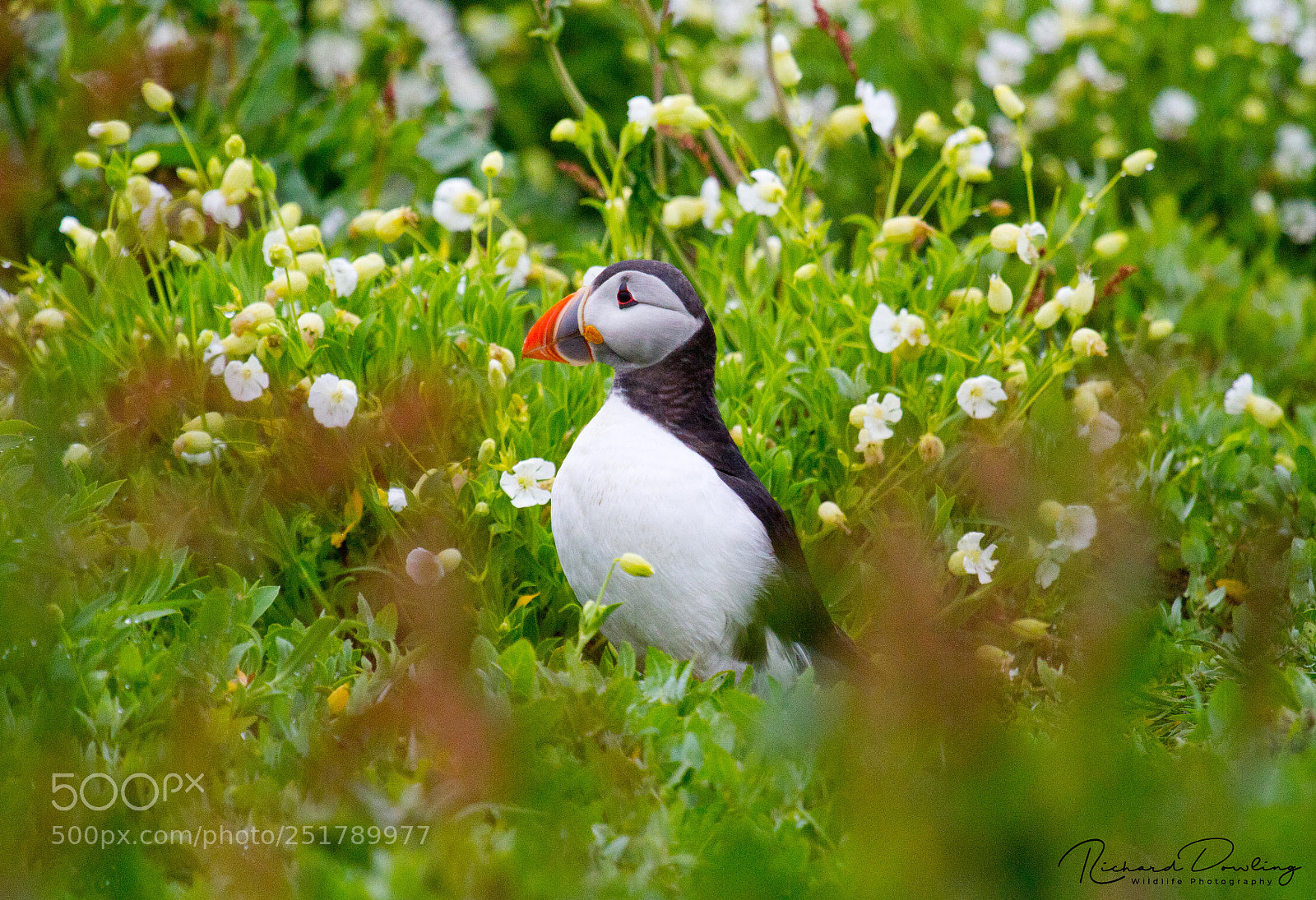 Canon EOS 7D sample photo. The puffin's garden photography