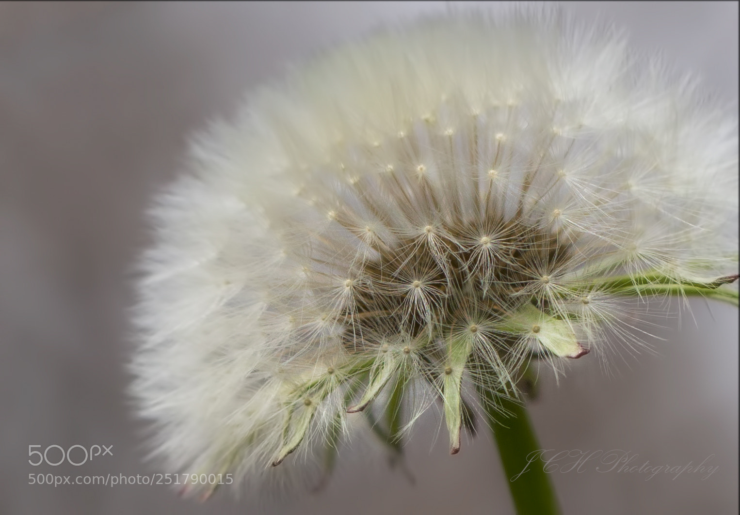 Canon EOS 60D sample photo. Macro photography