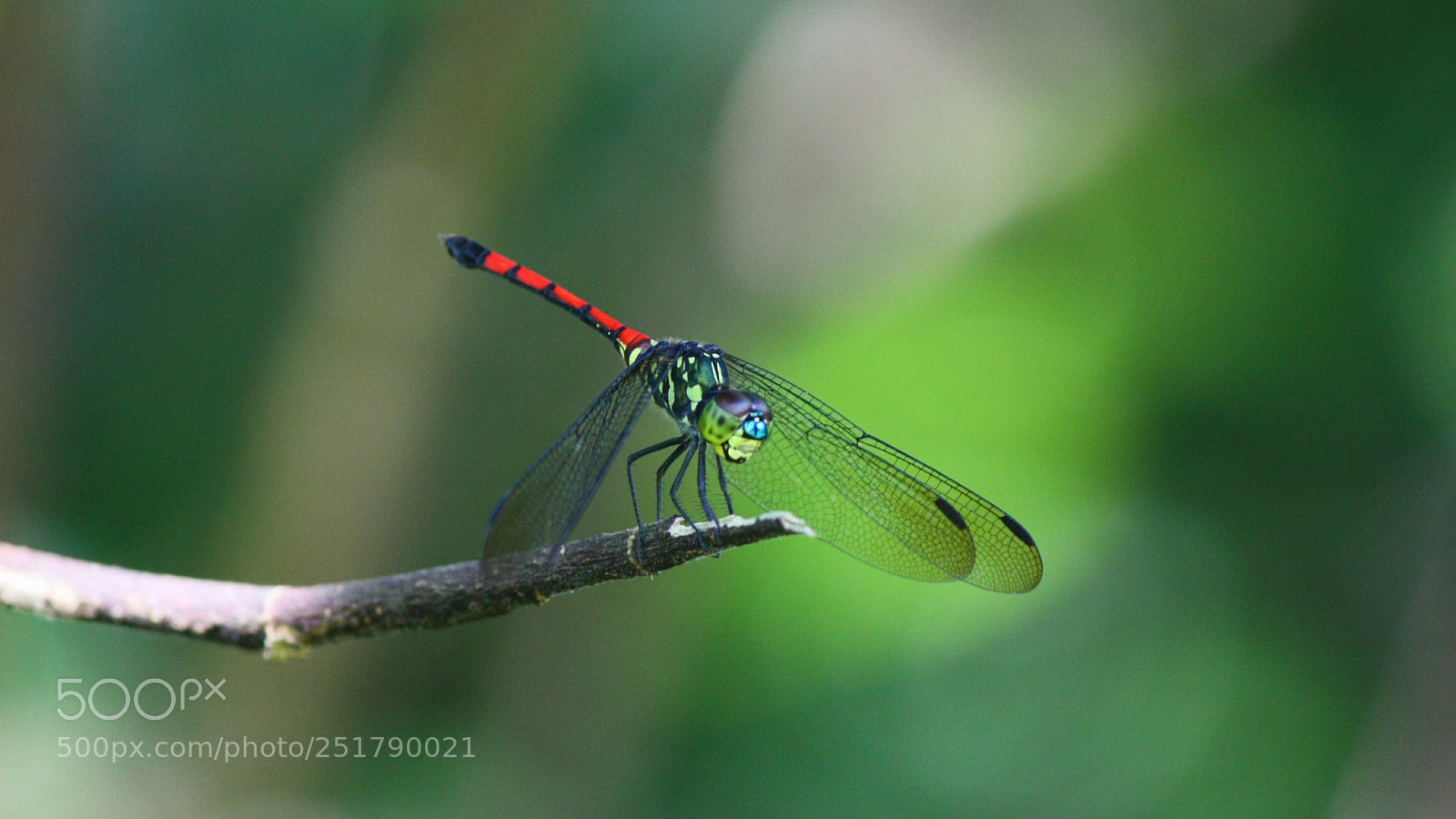 Canon EOS 450D (EOS Rebel XSi / EOS Kiss X2) sample photo. Dragonfly photography