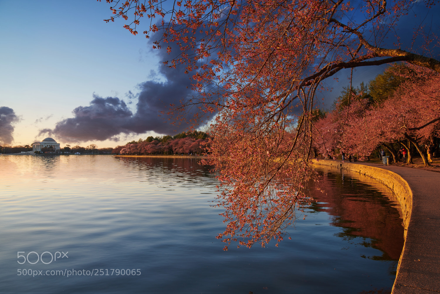 Nikon D850 sample photo. Cherry blossom in washington photography