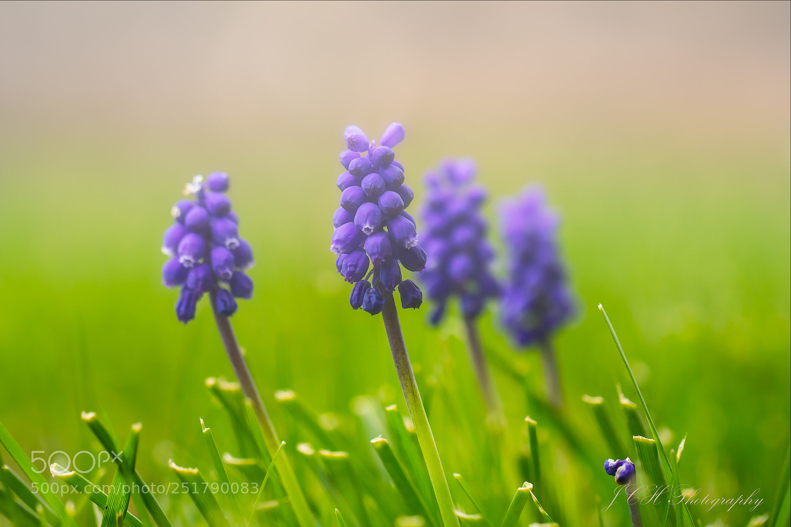 Canon EOS 60D sample photo. Macro photography
