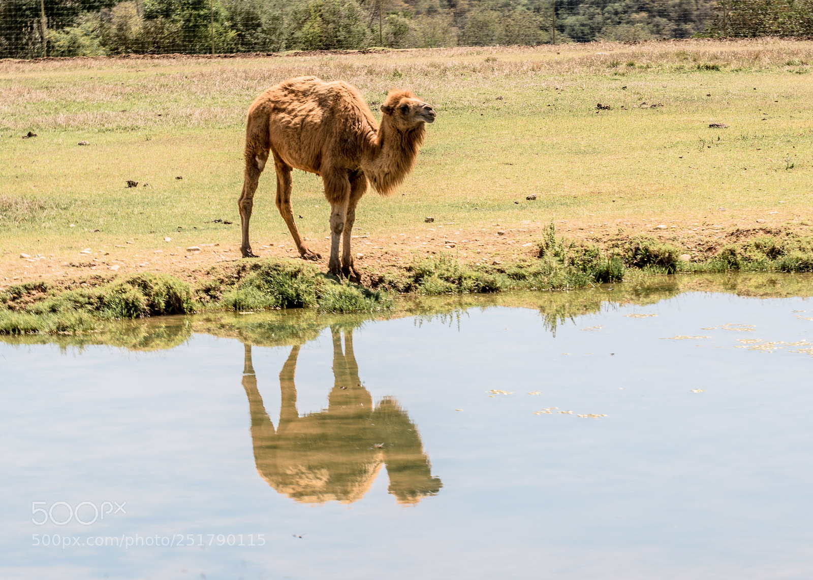Canon EOS 7D Mark II sample photo. Camellus photography