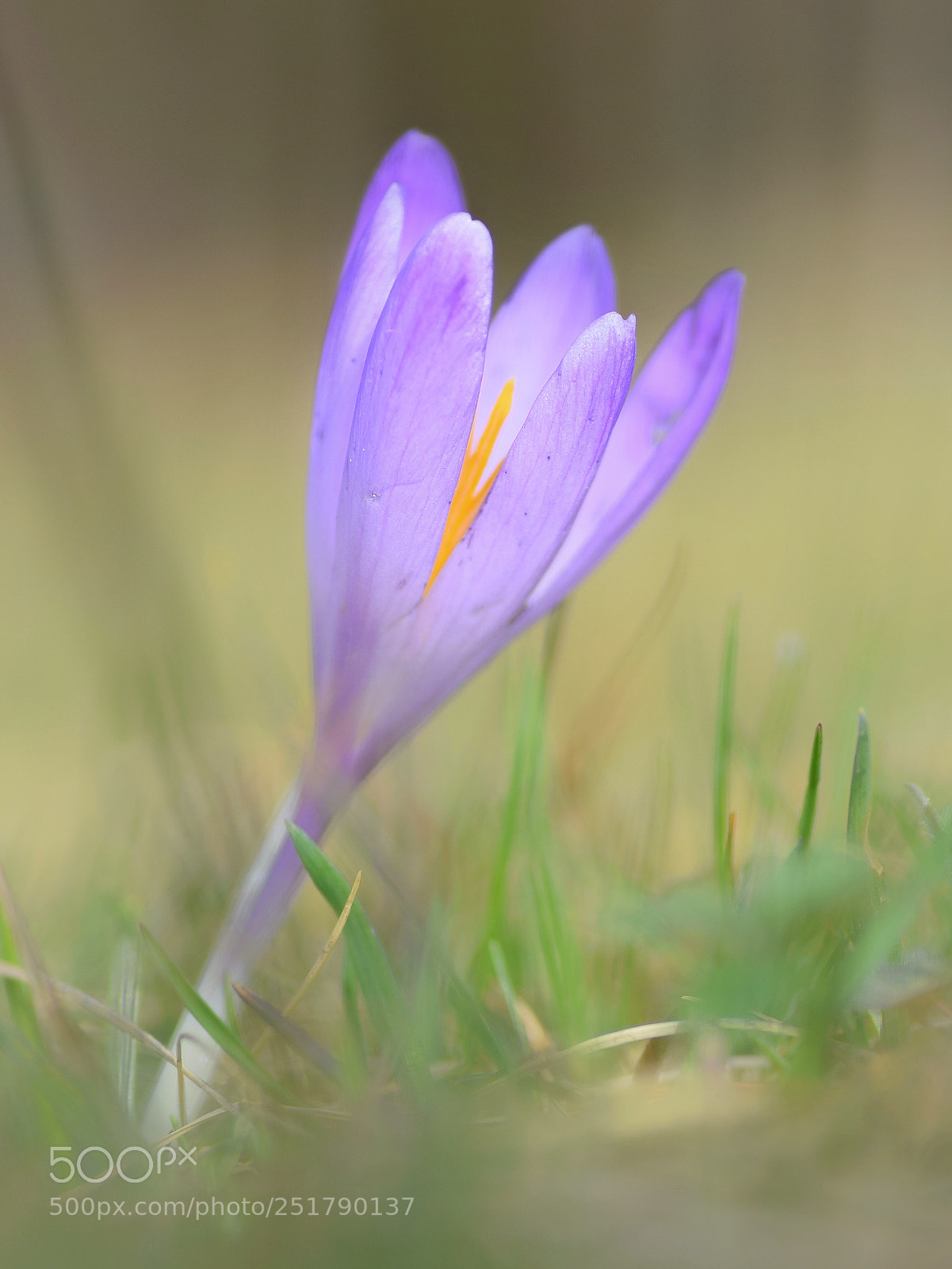 Nikon D3300 sample photo. Crocus(2) photography
