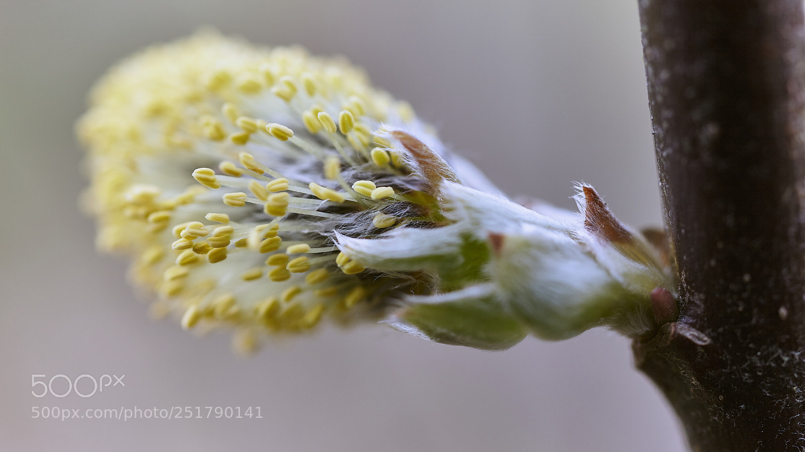 Canon EOS 5D Mark II sample photo. Signs of spring photography