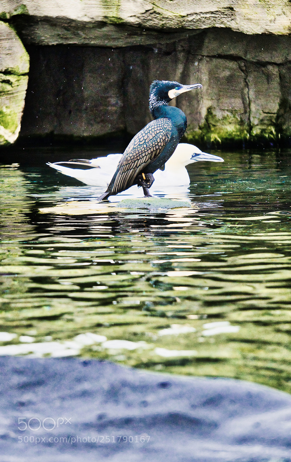 Sony a6000 sample photo. Kormoran  photography