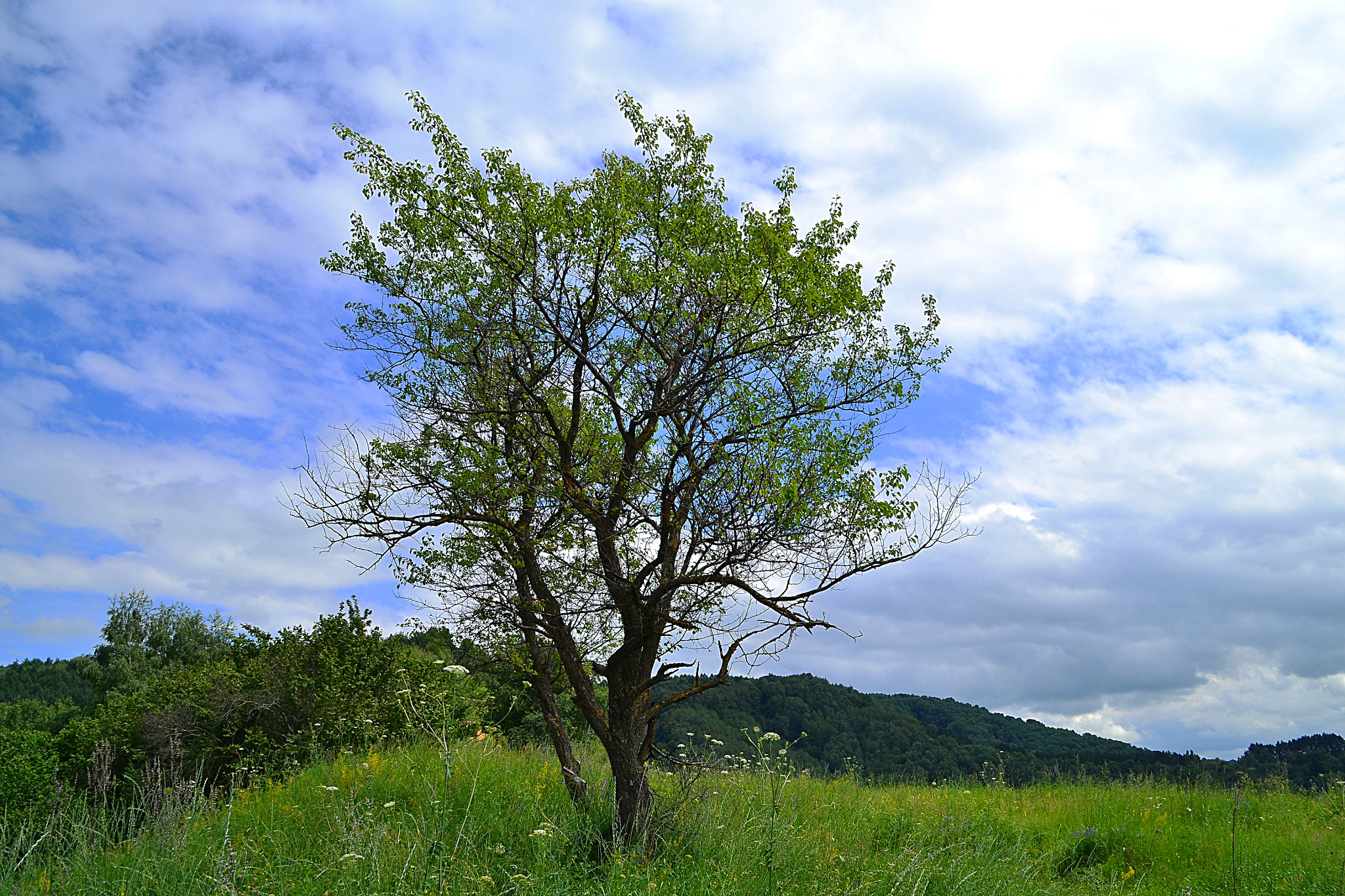 Nikon D3100 sample photo. Apricot-tree and cloudscape photography