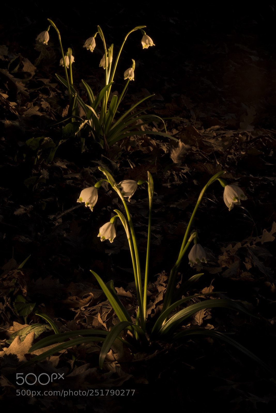 Nikon D810 sample photo. Spring snowflake  photography