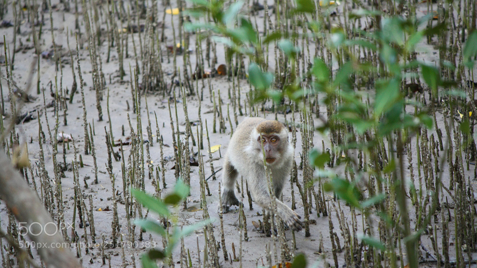 Canon EOS 450D (EOS Rebel XSi / EOS Kiss X2) sample photo. Monkey in the magrove photography