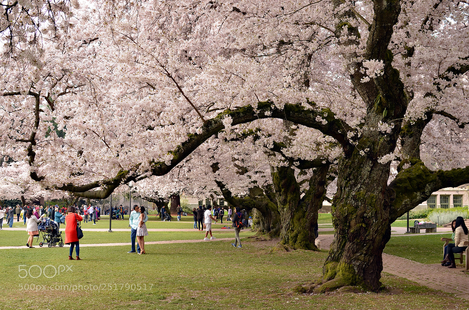 Nikon D7000 sample photo. Cherry blossoms photography