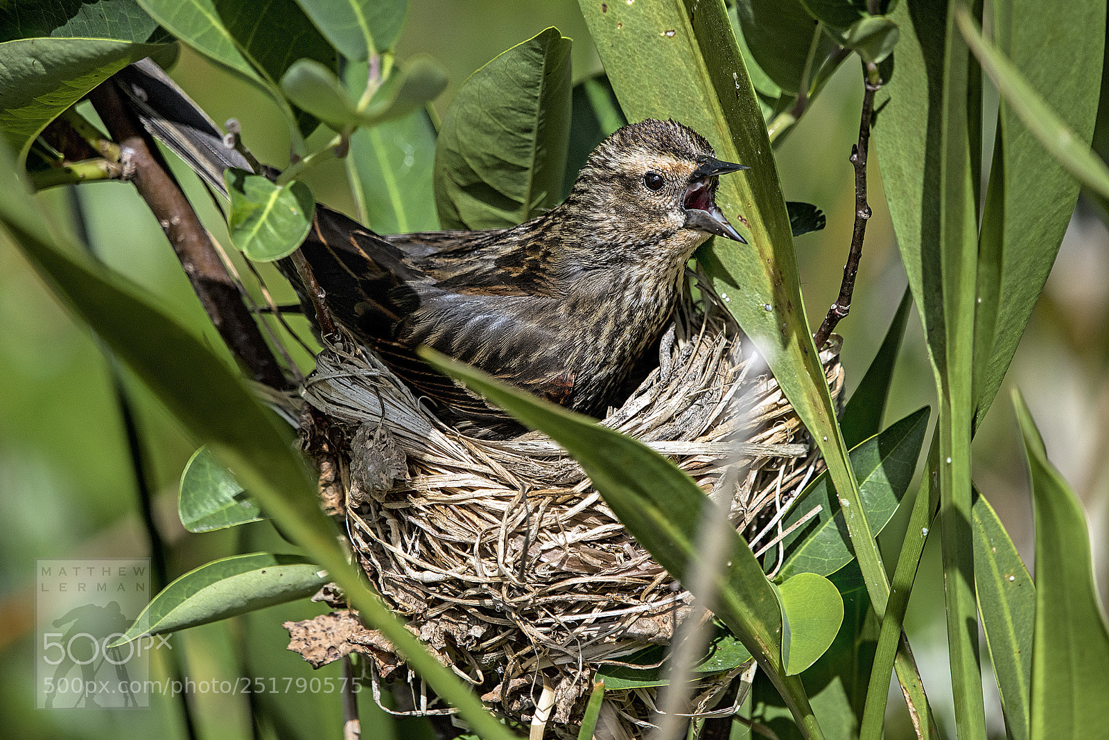 Nikon D810 sample photo. Nesting 1738 photography