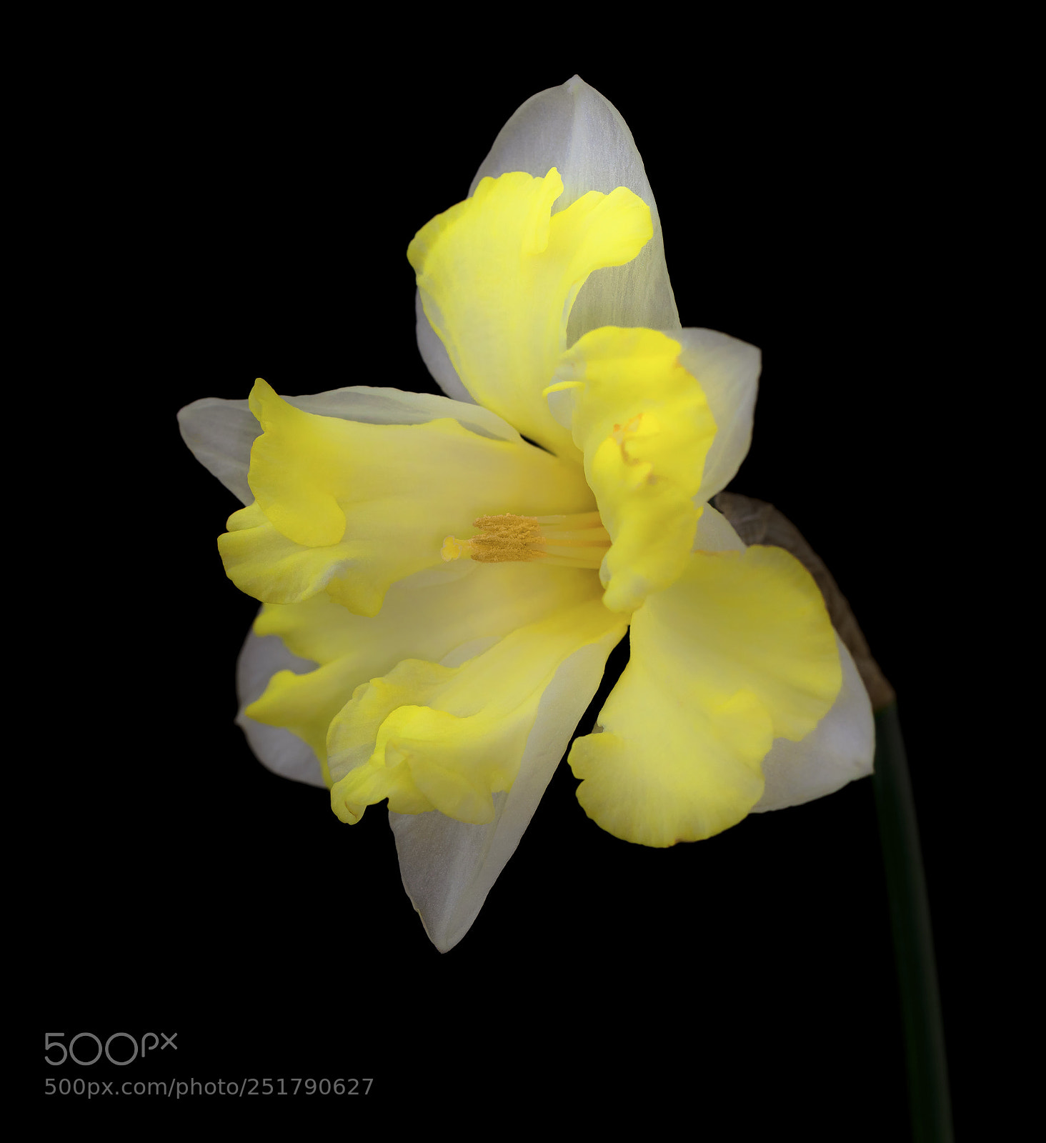 Canon EOS 5D Mark IV sample photo. Spring beauty photography