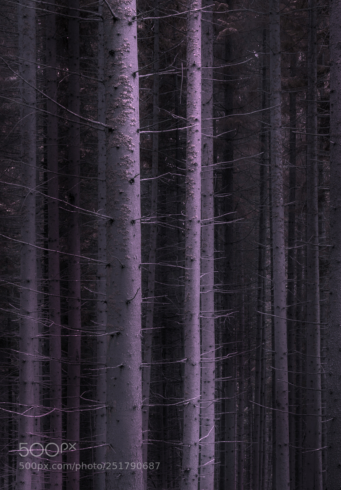 Nikon D610 sample photo. Forest trees photography